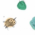 animali